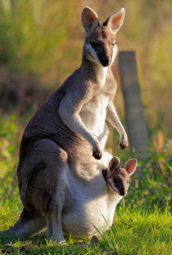 картинка мама с ребенком в сумке