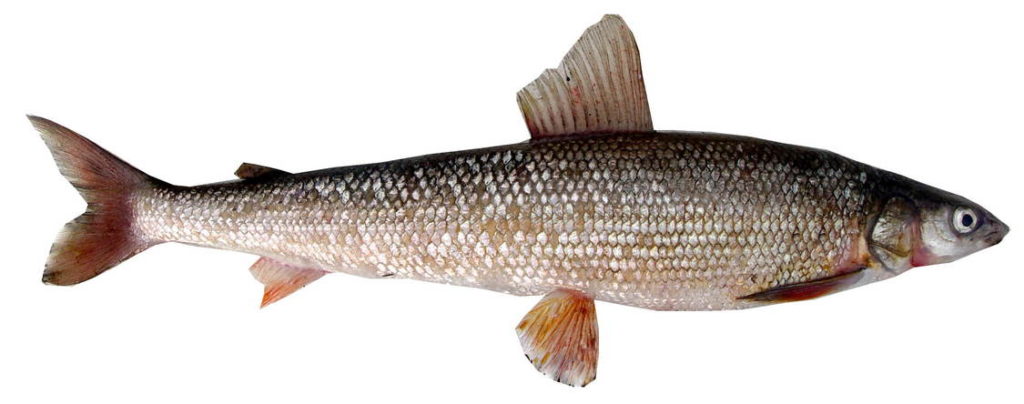 Изображение роллфиша