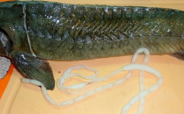 Что такое визига у стерляди фото