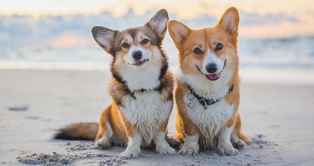 Корги персонаж