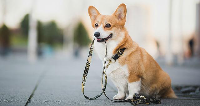 Корги с поводком
