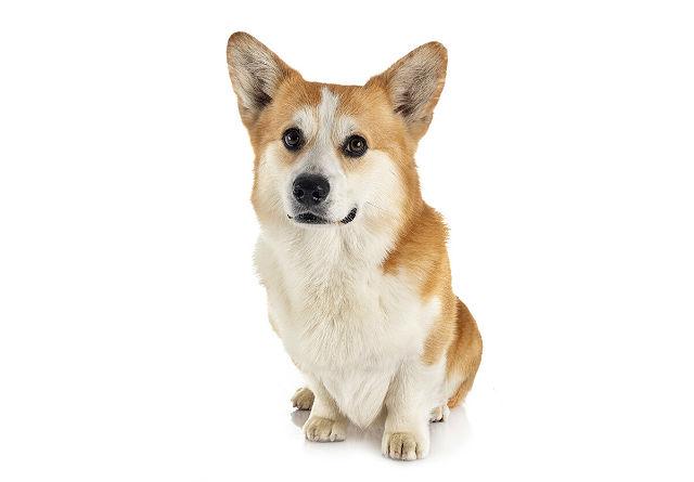 Стандарт породы корги