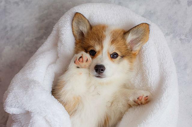 Собака корги - щенок