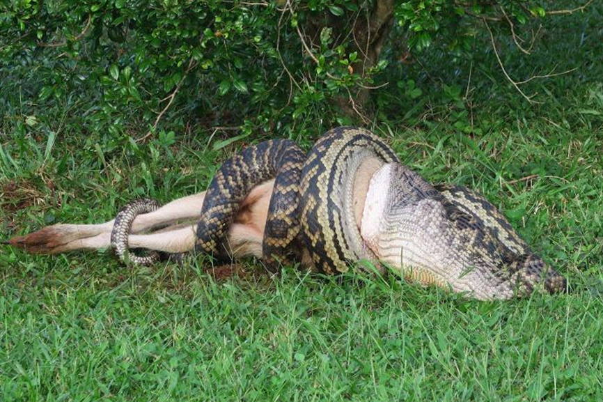 Где живет кенгуру, где обитает кенгуру, на каком материке