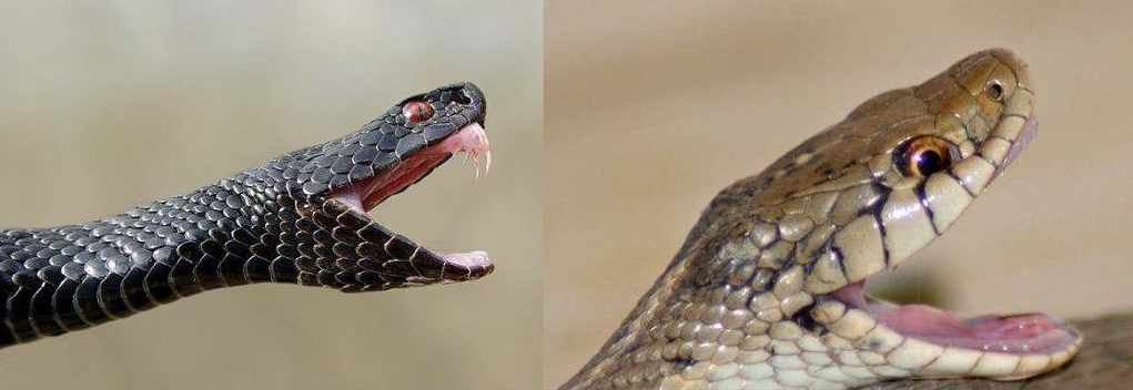 Зубы гадюки и уже иформы