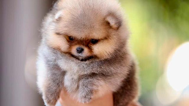 Особенности карликового померанского шпица медвежьего типа. Фото