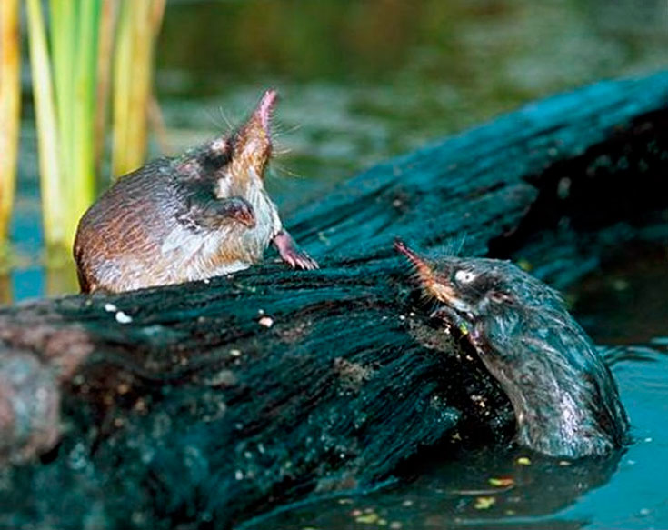 Русская выхухоль из Красной книги – краткое описание