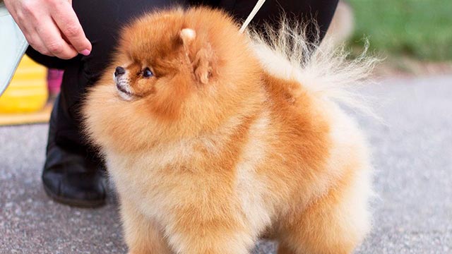 Медвежий шпиц на улице Фото