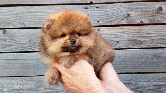 Фотографии ухода за глазами у медведя-померанского шпица