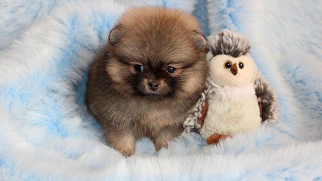 Продолжительность жизни померанского шпица медвежьего типа. Фото