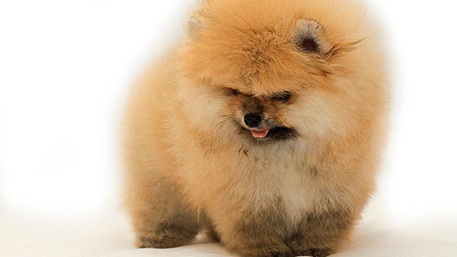 Купить картину шпица медвежьего типа