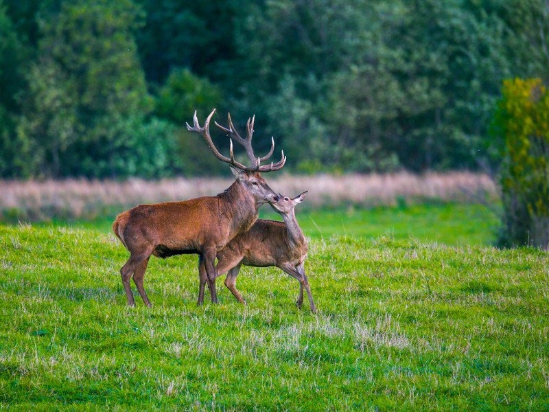 Почему и когда олени сбрасывают рога