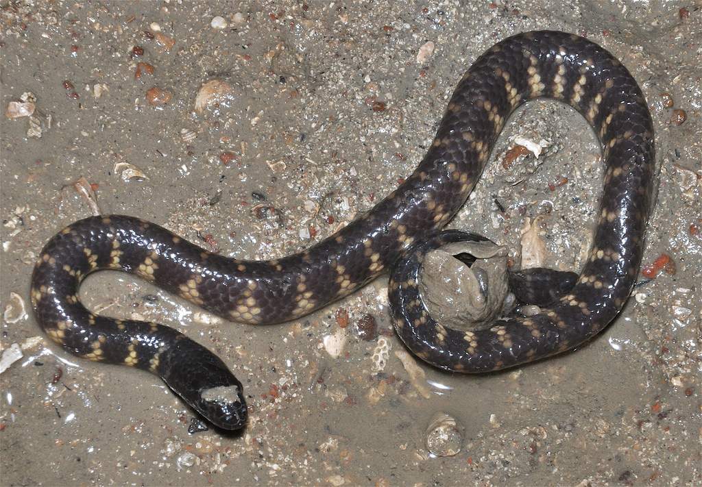 Мраморный морской змей