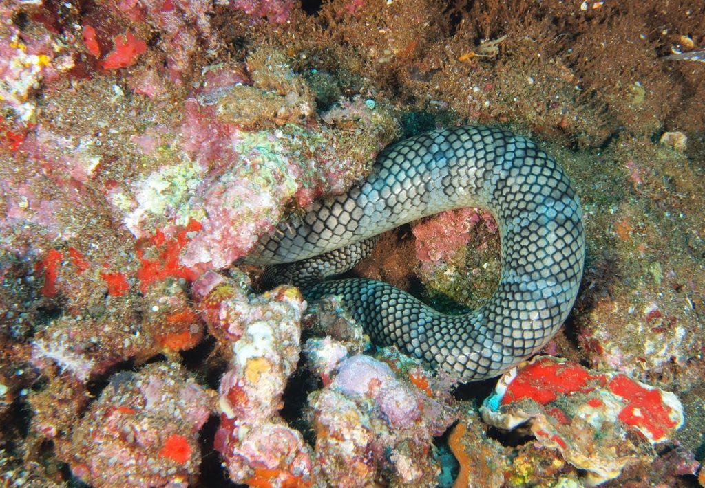 Морская змея прячется