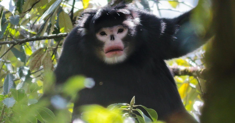 ТОП-15 животных, занесенных в Красную книгу