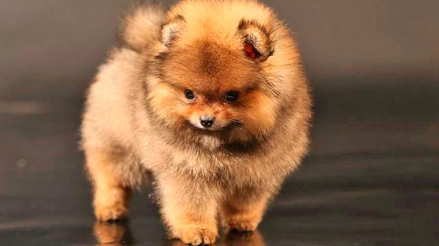 Внешний вид медведя породы померанский шпиц фото