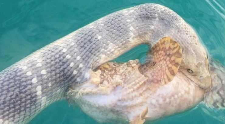 Рыба, пойманная морским змеем