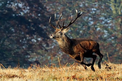 Почему и когда олени сбрасывают рога