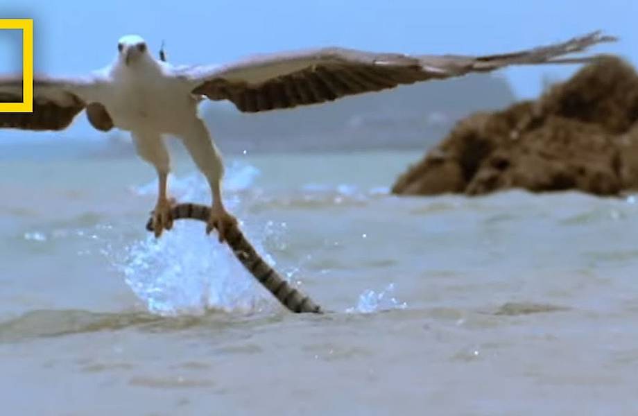 Чайка и морские змеи