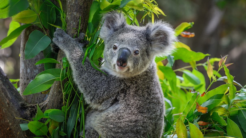 ТОП-15 животных, занесенных в Красную книгу