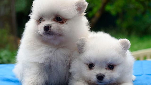 Карликовый шпиц белого медвежьего типа - фото