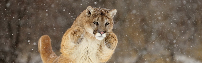 ТОП-15 животных, занесенных в Красную книгу