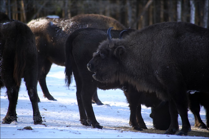 ТОП-15 животных, занесенных в Красную книгу