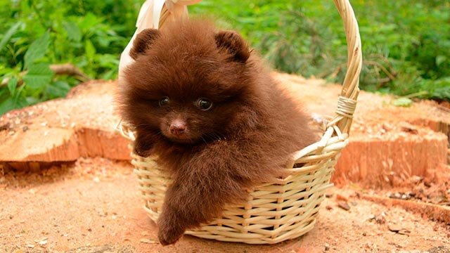 Миниатюрный бурый белый медведь - фото