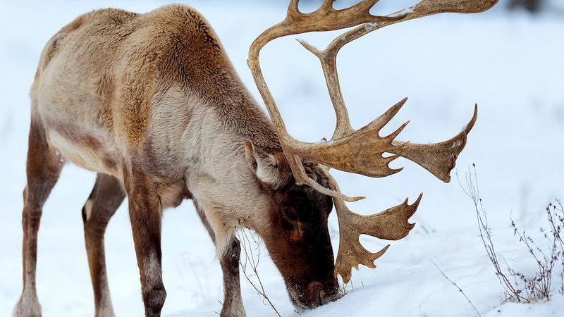 ТОП-15 животных, занесенных в Красную книгу