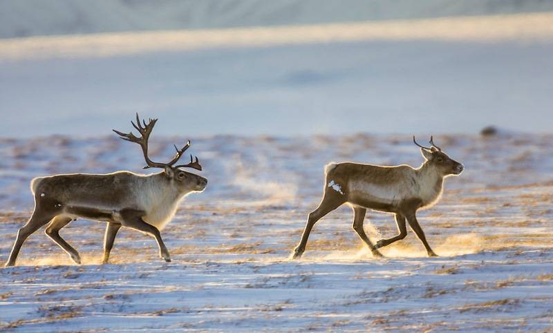 ТОП-15 животных, занесенных в Красную книгу