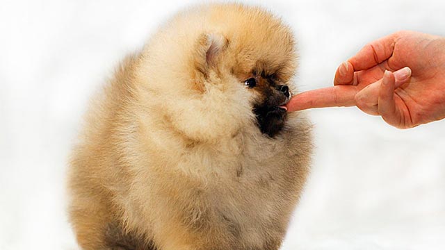 Мини-шпиц медвежьего типа, соболиный окрас Фото