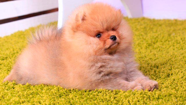 Красный померанский шпиц фото