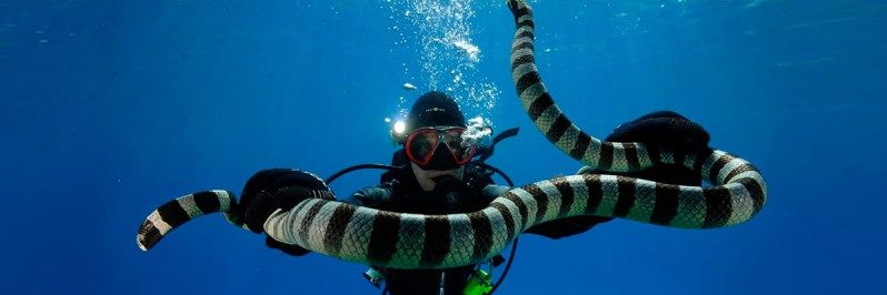 Дайвер и змея
