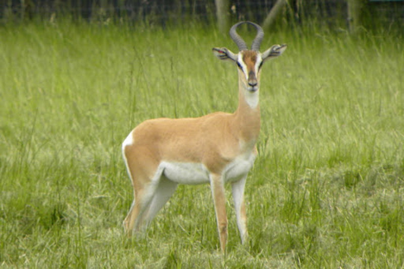 ТОП-15 животных, занесенных в Красную книгу