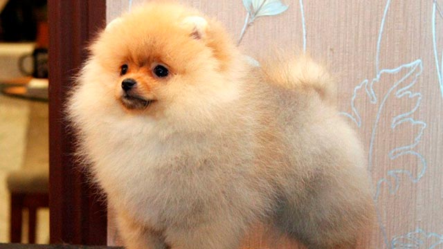 Собака породы оранжево-кремовый медвежий тип фото