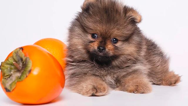 Питание померанского шпица медвежьего типа, фото