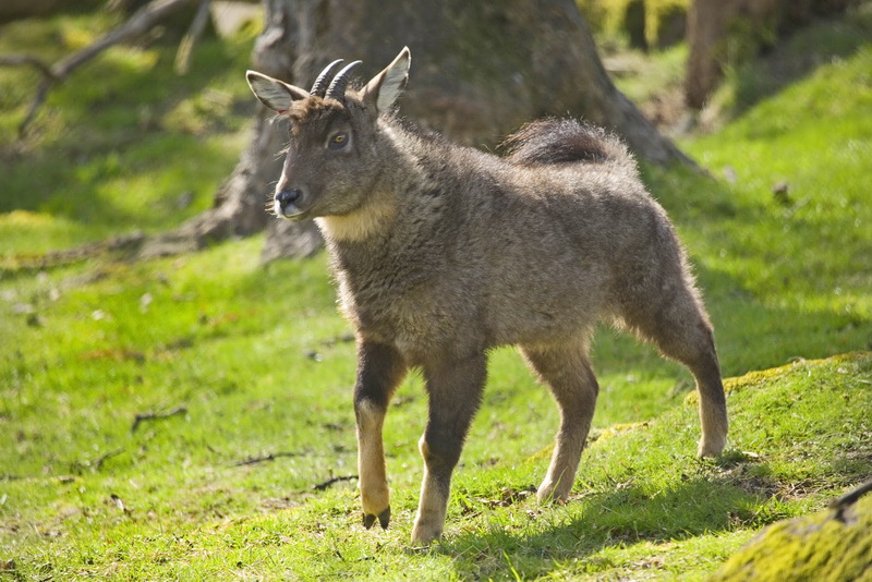 ТОП-15 животных, занесенных в Красную книгу