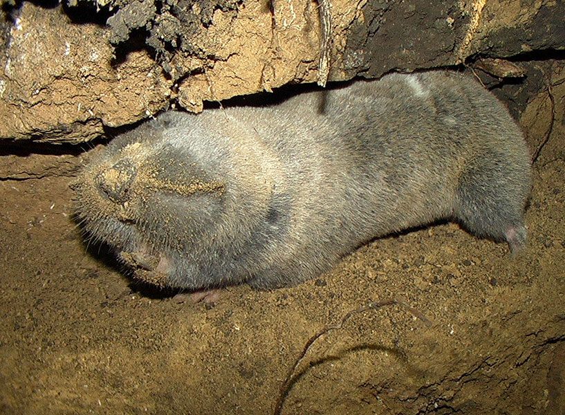 фото-Obyknovennyj-slepysh6