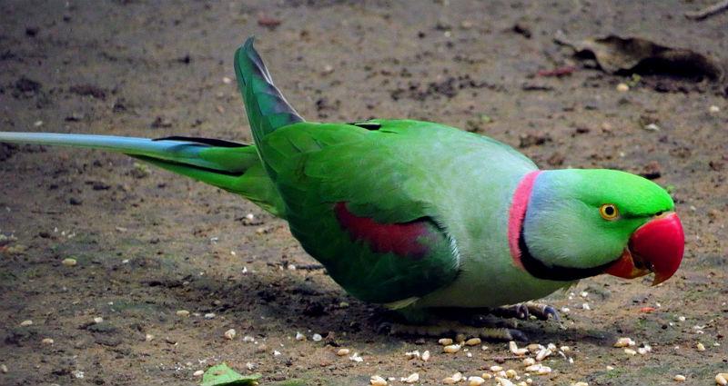 Александрийский попугай - выбор питомца