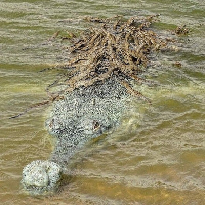 Гавиал: внешний вид, описание, питание и размножение