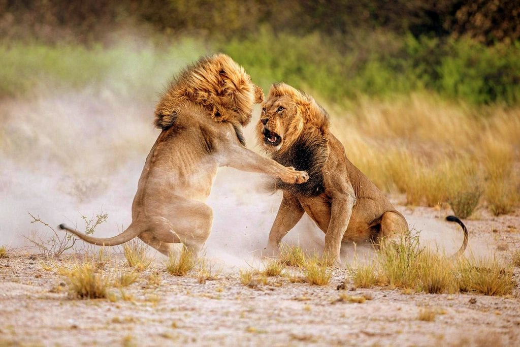 враги львов враги львов