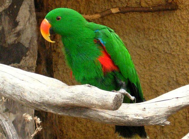 Благородный попугай эклектус - содержание