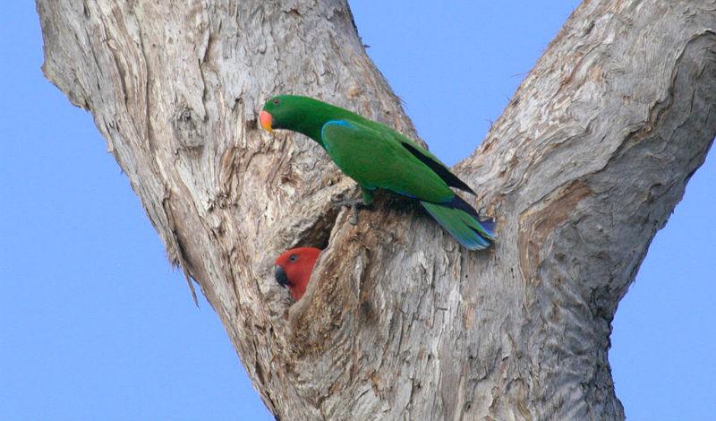 Благородный попугай эклектус - размножение