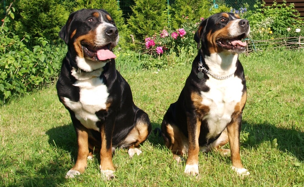 Большой швейцарский зенненхунд — старейшая из четырех горных собак