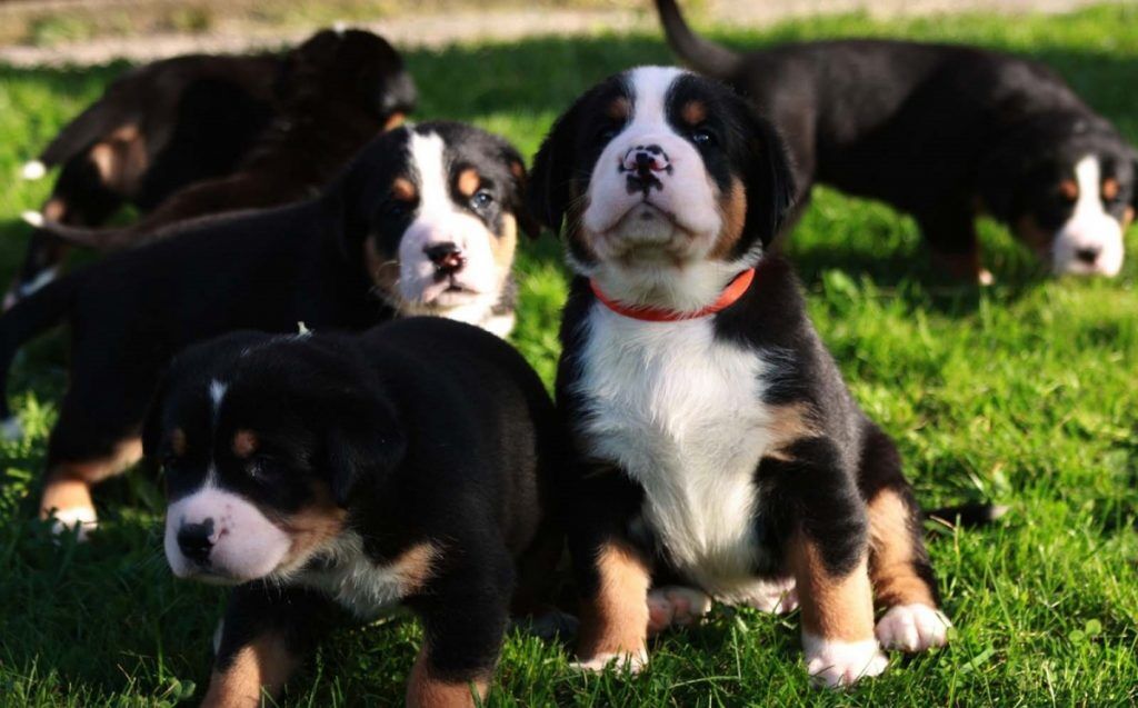 Большой швейцарский зенненхунд — старейшая из четырех горных собак