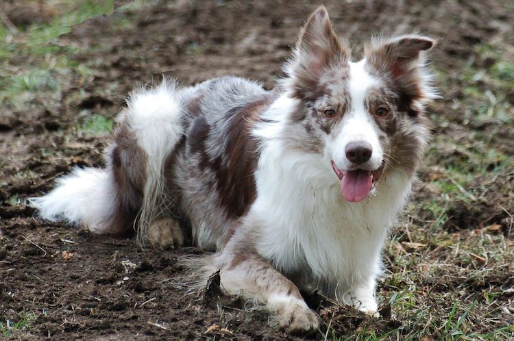 Бордер-колли - описание породы, особенности характера и содержания
