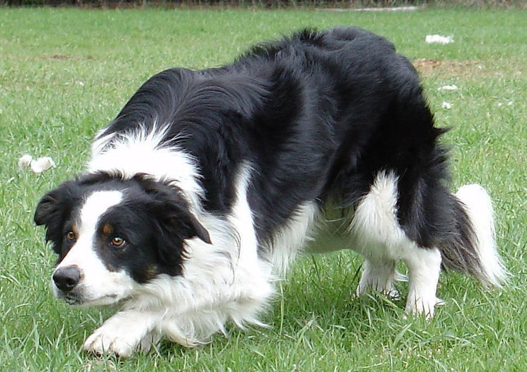 Бордер-колли - описание породы, особенности характера и содержания