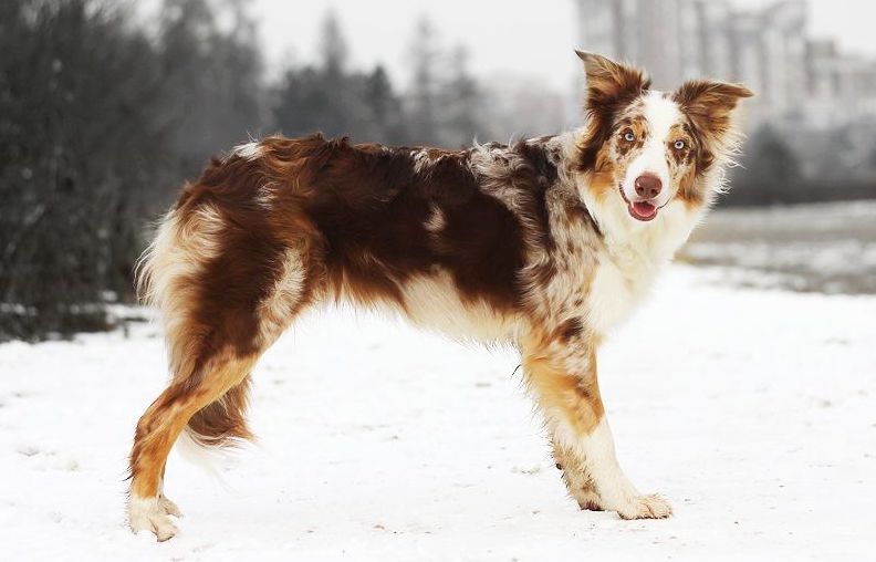 Бордер-колли - описание породы, особенности характера и содержания