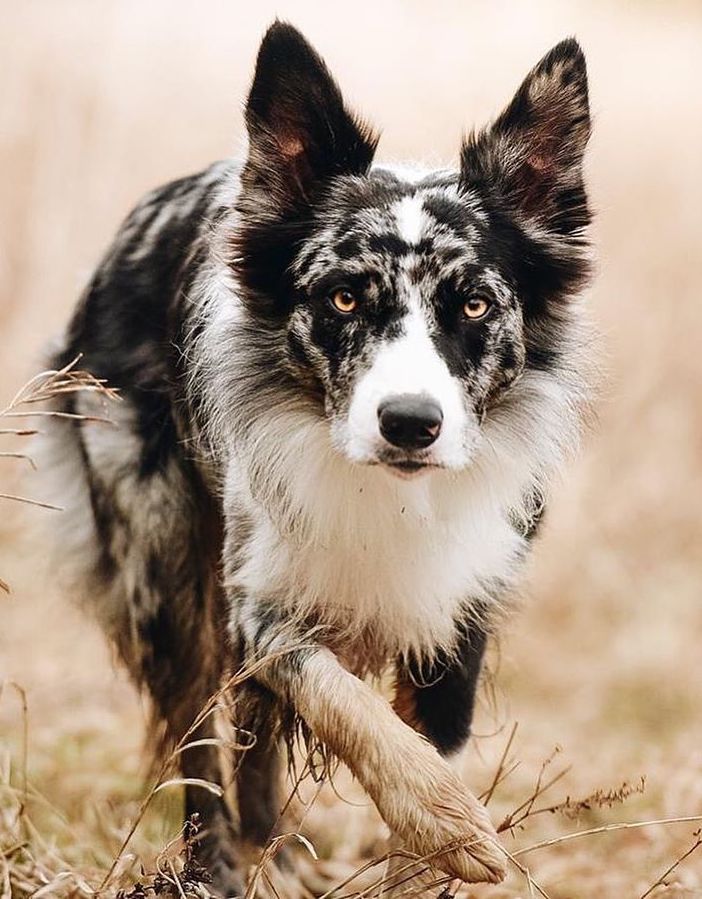 Бордер-колли - описание породы, особенности характера и содержания