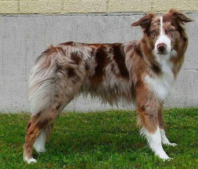 Бордер-колли - описание породы, особенности характера и содержания